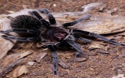 XENESTHIS SP IMMANIS BLACK FIRE FEMALE TARANTULA